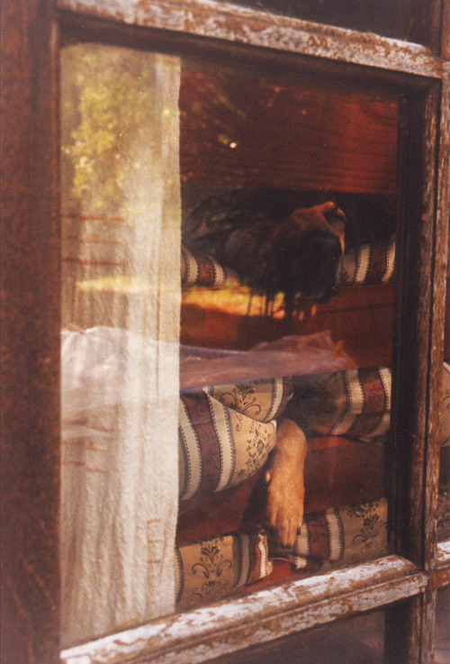 Puppy paw hanging over a bed.