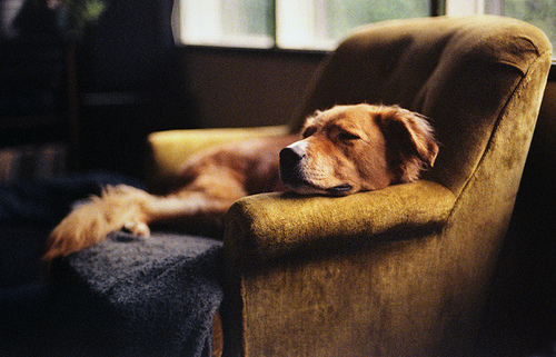 Dog sleeping on chair