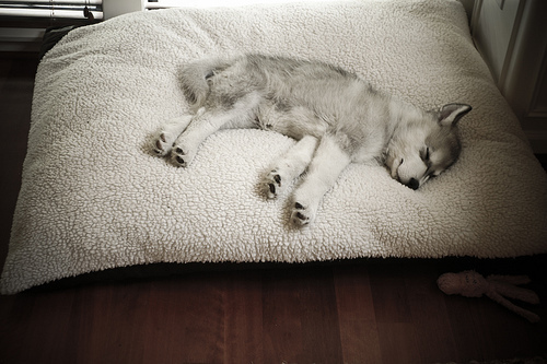 Who’s a sleepy puppy.