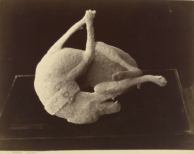 Cast of a Dog Killed by the Eruption of Mount Vesuvius