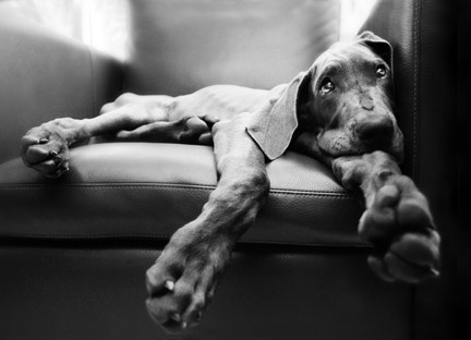 Big paws are exhausting.