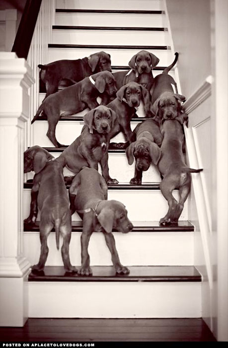 All the puppies on stairs.