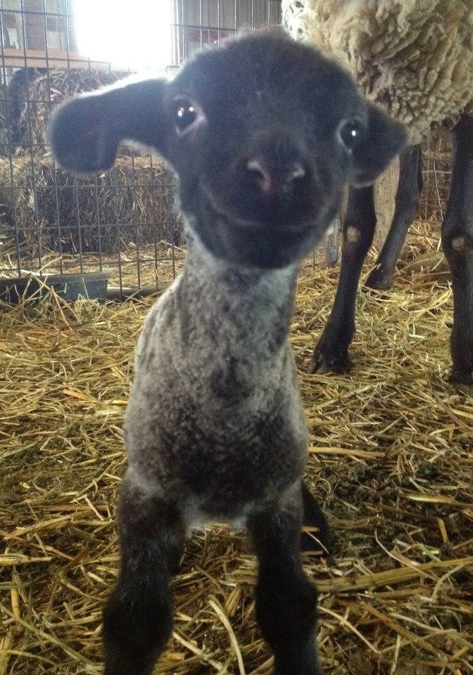Happy sheep.
