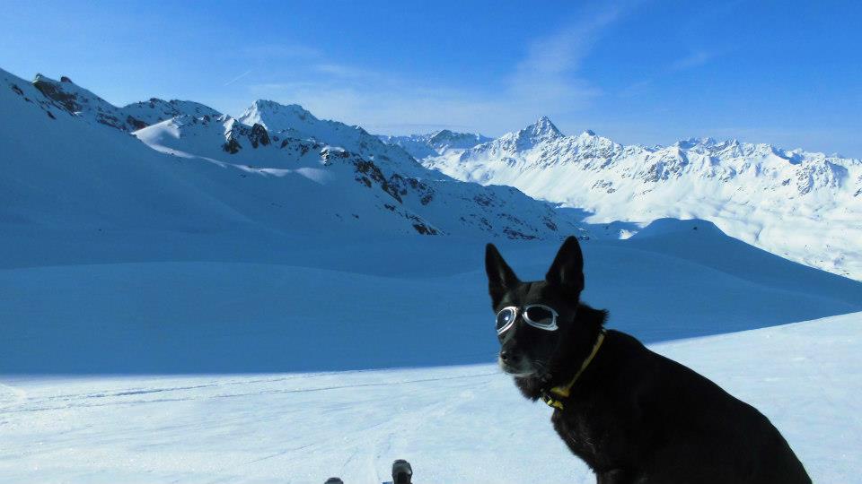 Avalanche rescue dog.
