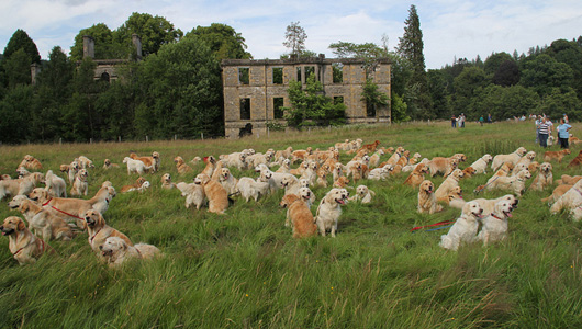 222 Golden Retriever Puppies.