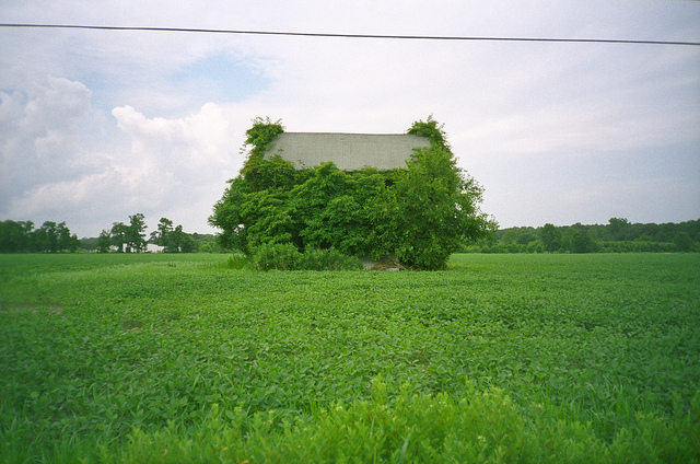 Farmhouse with plants on it.