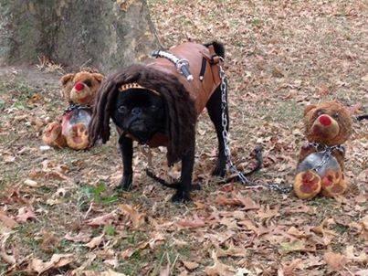 Win Halloween with a Pug
