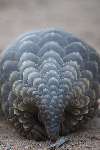 Pangolin.