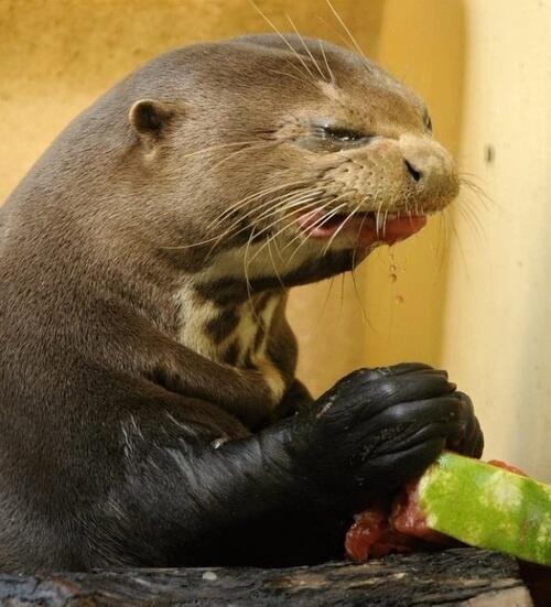 Otters hate watermelon.