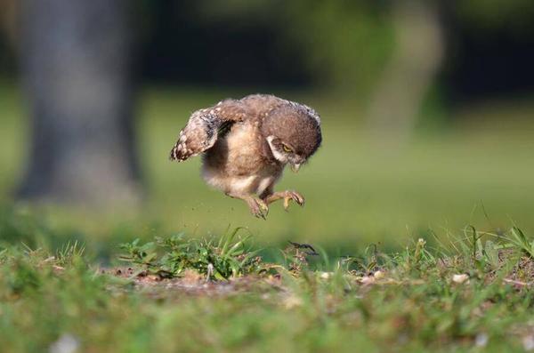 Baby Owl is trying really hard.